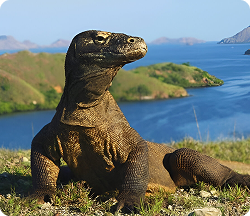 Pulau Komodo Nusa Tenggara Timur